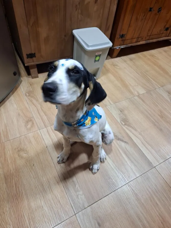 Cachorro raça SRD-ViraLata idade 7 a 11 meses nome Biscoito
