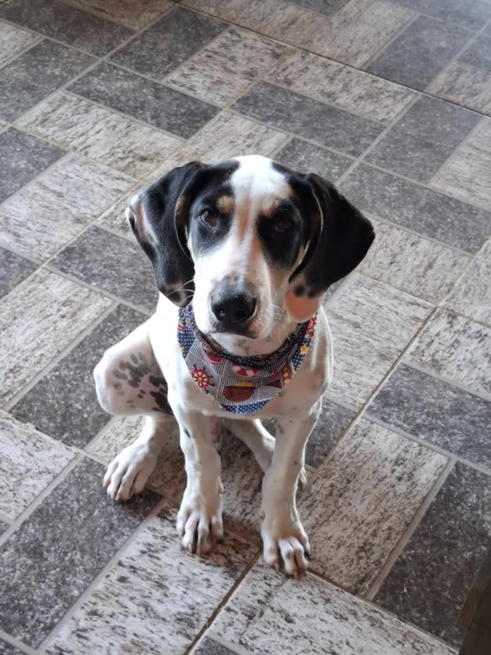 Cachorro raça SRD-ViraLata idade 7 a 11 meses nome Biscoito