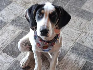 Cachorro raça SRD-ViraLata idade 7 a 11 meses nome Biscoito