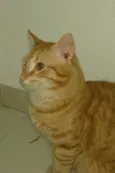 Zé lelé