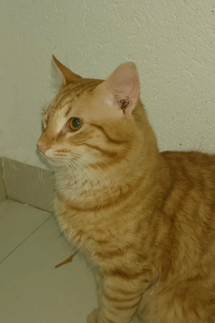 Gato raça SRD-ViraLata idade 7 a 11 meses nome Zé lelé