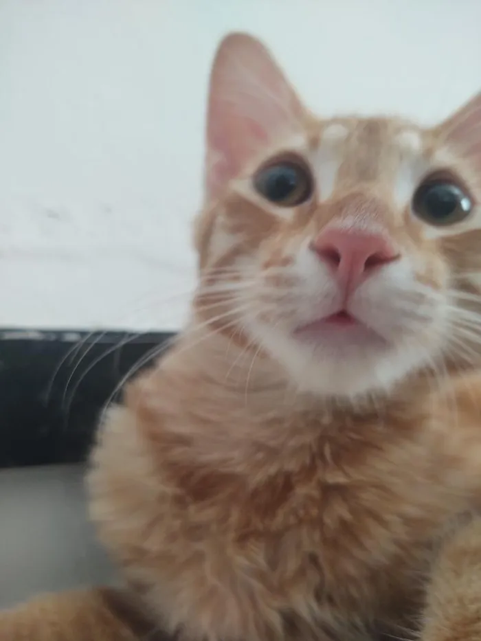 Gato raça SRD-ViraLata idade 7 a 11 meses nome Zé lelé