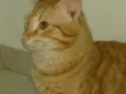 Zé lelé