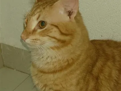 Gato raça SRD-ViraLata idade 7 a 11 meses nome Zé lelé