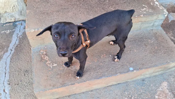 Cachorro raça Pinscher idade 2 anos nome Pitoco 