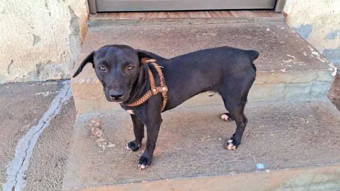 Cachorro raça Pinscher idade 2 anos nome Pitoco 