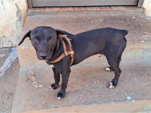 Cachorro raça Pinscher idade 2 anos nome Pitoco 