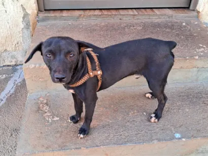 Cachorro raça Pinscher idade 2 anos nome Pitoco 