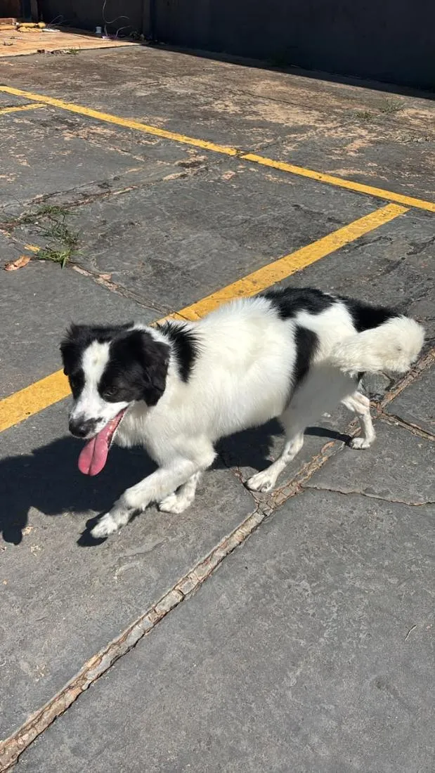 Cachorro raça SRD-ViraLata idade 1 ano nome Theodoro