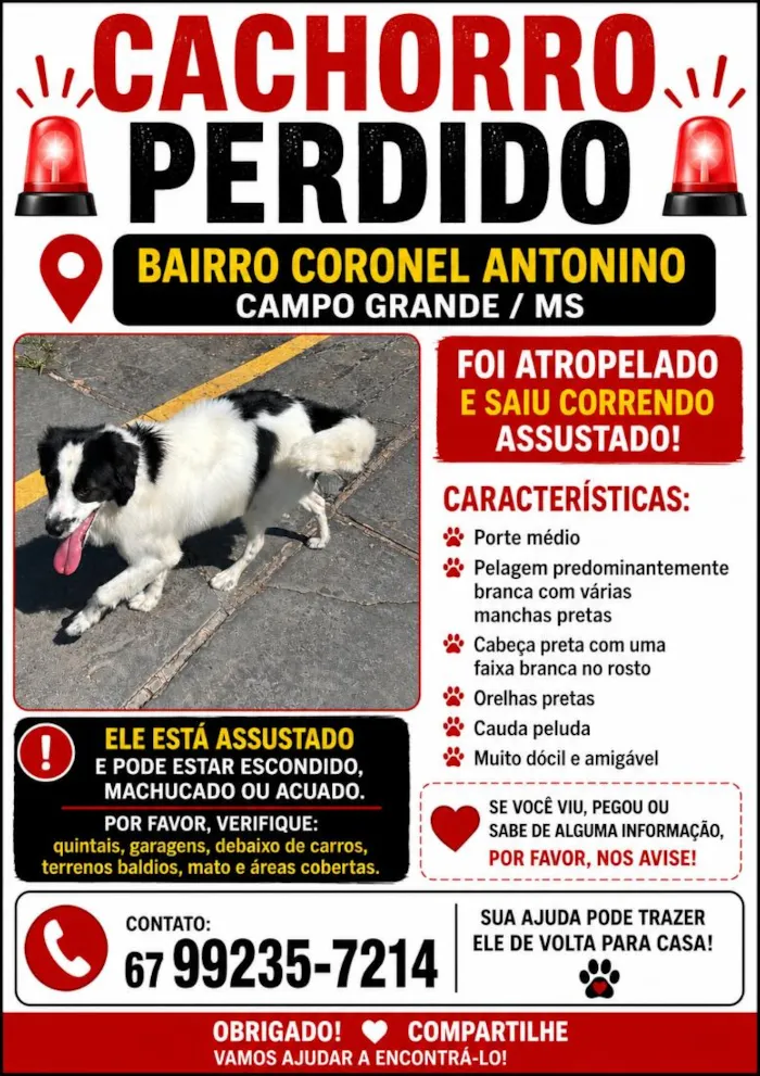 Cachorro raça SRD-ViraLata idade 1 ano nome Theodoro