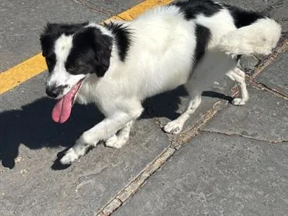 Cachorro raça SRD-ViraLata idade 1 ano nome Theodoro