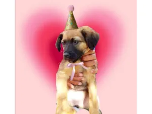 Cachorro raça SRD-ViraLata idade 2 a 6 meses nome Mel bb4meses porte Pequeno 
