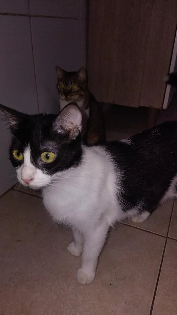 Gato raça SRD-ViraLata idade 3 anos nome Blair