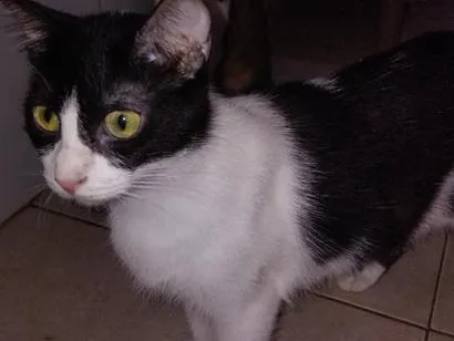 Gato raça SRD-ViraLata idade 3 anos nome Blair