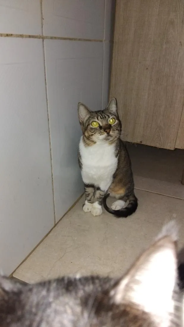 Gato raça SRD-ViraLata idade 1 ano nome sol