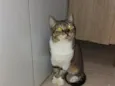 sol