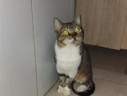 Gato raça SRD-ViraLata idade 1 ano nome sol