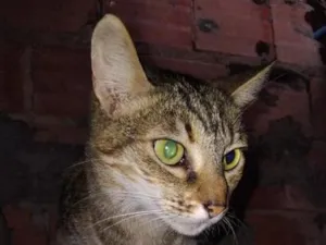 Gato raça SRD-ViraLata idade 3 anos nome Miúda