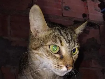 Gato raça SRD-ViraLata idade 3 anos nome Miúda