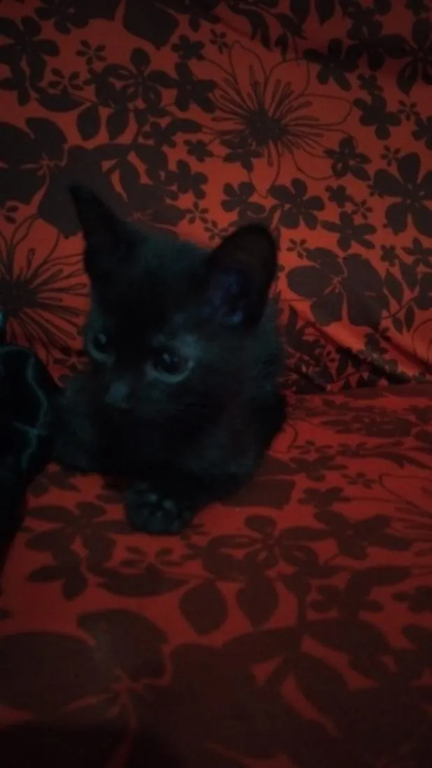 Gato raça SRD-ViraLata idade 2 a 6 meses nome Jiji