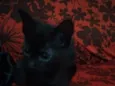 Jiji