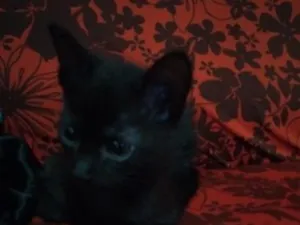 Gato raça SRD-ViraLata idade 2 a 6 meses nome Jiji