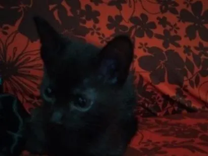 Gato raça SRD-ViraLata idade 2 a 6 meses nome Jiji