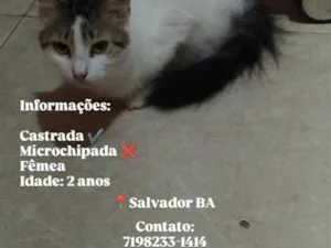 Gato raça SRD-ViraLata idade 2 anos nome Dude