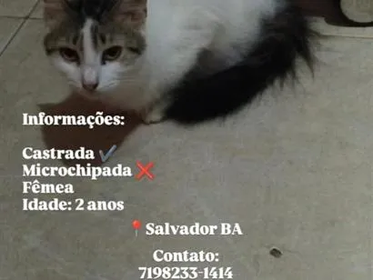 Gato raça SRD-ViraLata idade 2 anos nome Dude