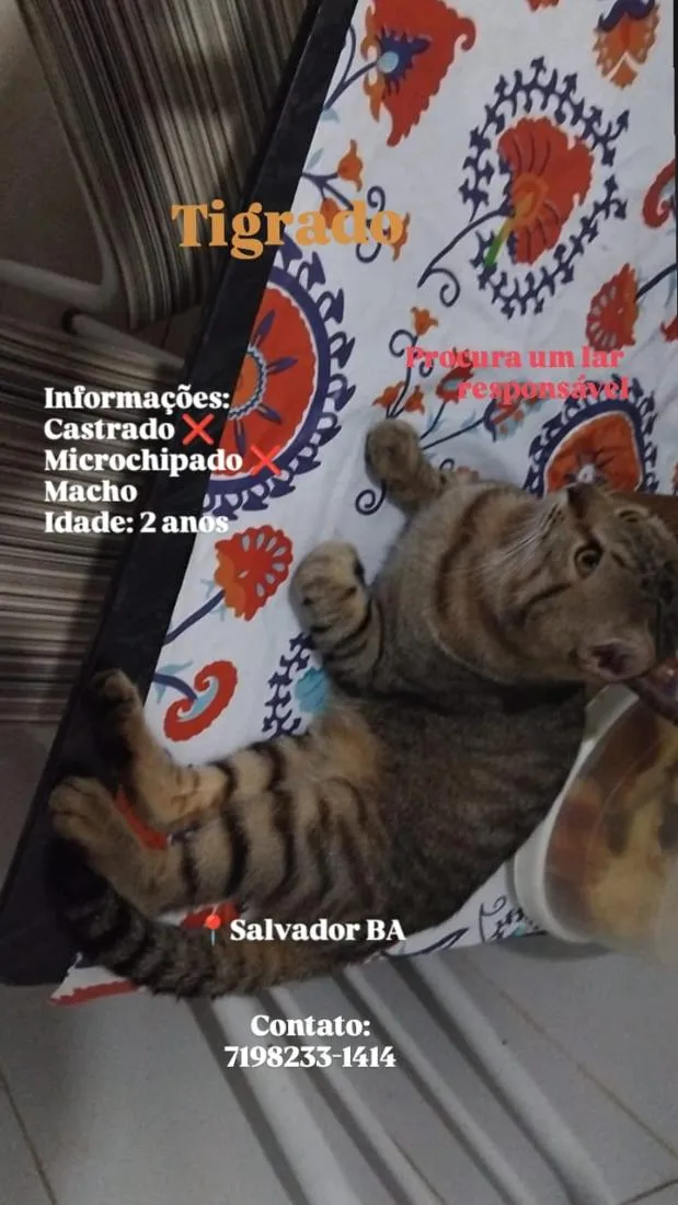 Gato raça SRD-ViraLata idade 2 anos nome Tigrado