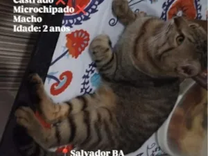 Gato raça SRD-ViraLata idade 2 anos nome Tigrado