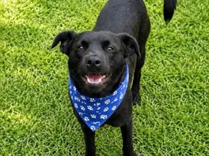 Cachorro raça SRD-ViraLata idade 1 ano nome Muleke