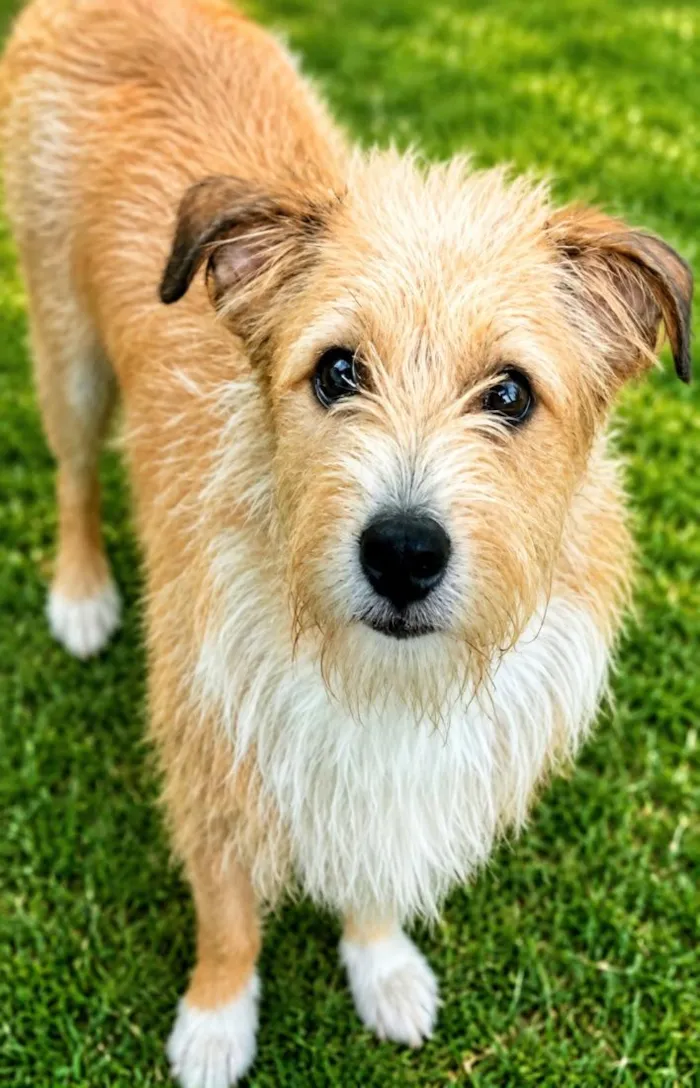Cachorro raça SRD-ViraLata idade 1 ano nome Timóteo 
