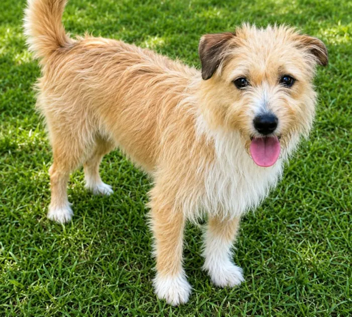 Cachorro raça SRD-ViraLata idade 1 ano nome Timóteo 