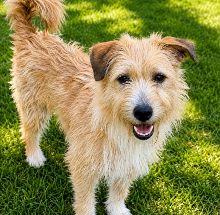 Cachorro raça SRD-ViraLata idade 1 ano nome Timóteo 