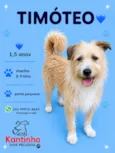Timóteo 
