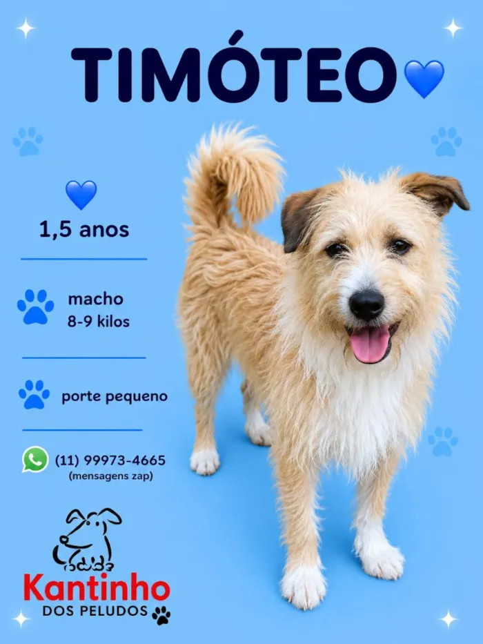 Cachorro raça SRD-ViraLata idade 1 ano nome Timóteo 