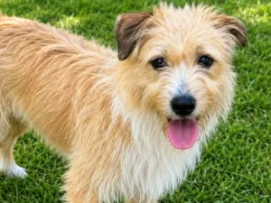 Cachorro raça SRD-ViraLata idade 1 ano nome Timóteo 