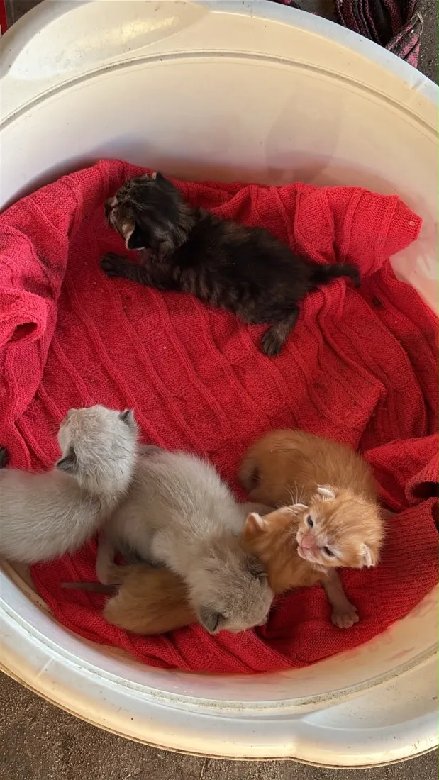 Gato raça SRD-ViraLata idade Abaixo de 2 meses nome Filhotinhos