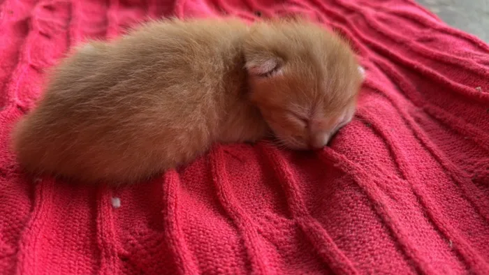 Gato raça SRD-ViraLata idade Abaixo de 2 meses nome Filhotinhos