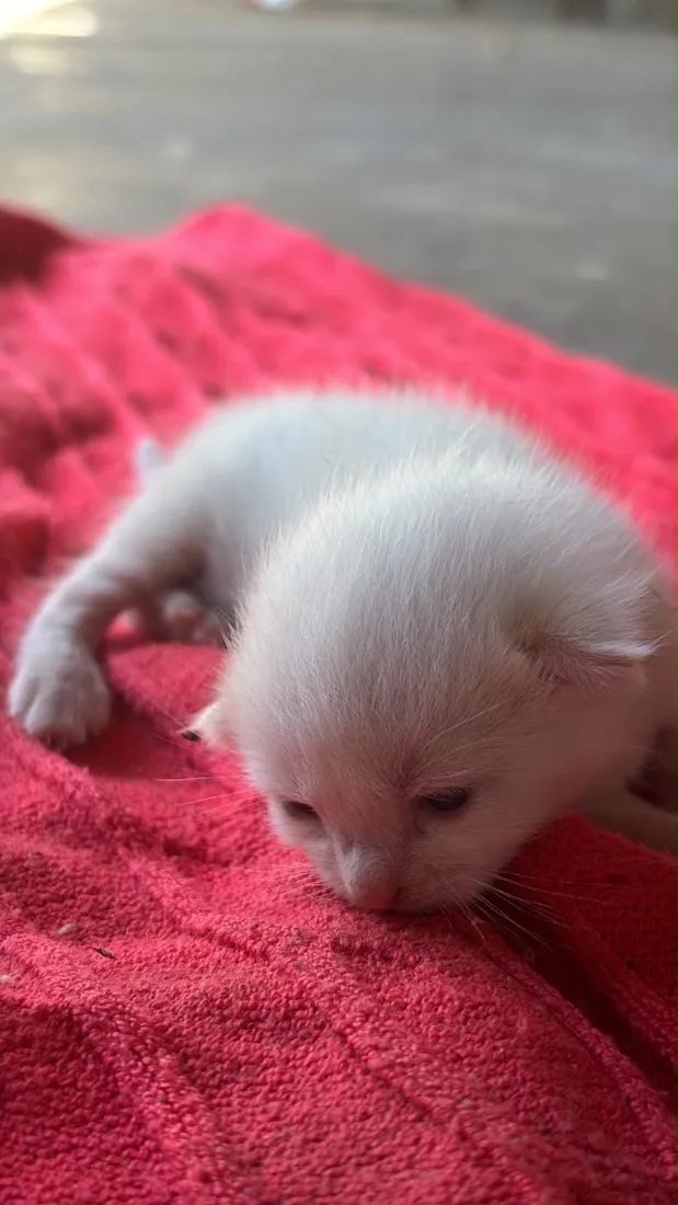 Gato raça SRD-ViraLata idade Abaixo de 2 meses nome Filhotinhos