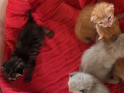 Gato raça SRD-ViraLata idade Abaixo de 2 meses nome Filhotinhos