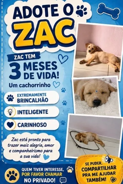 Cachorro raça SRD-ViraLata idade 2 a 6 meses nome Zac