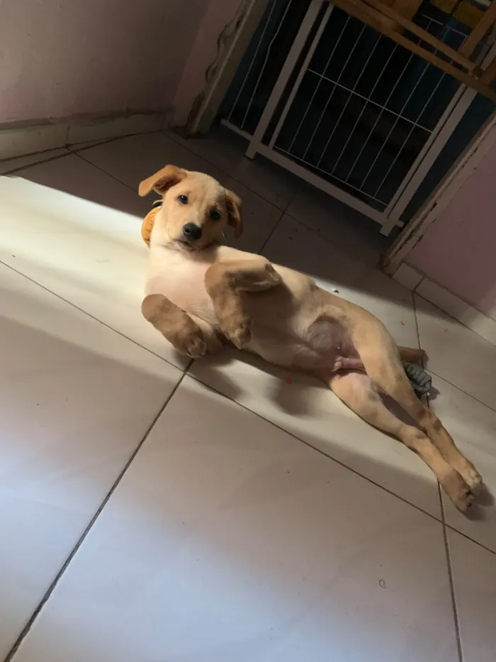 Cachorro raça SRD-ViraLata idade 2 a 6 meses nome Zac