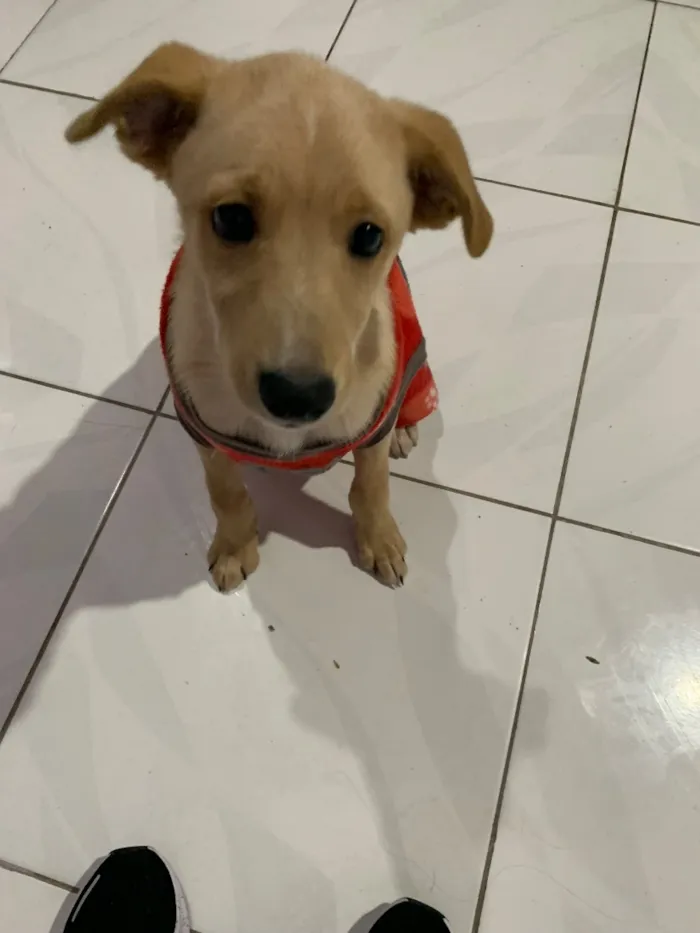 Cachorro raça SRD-ViraLata idade 2 a 6 meses nome Zac