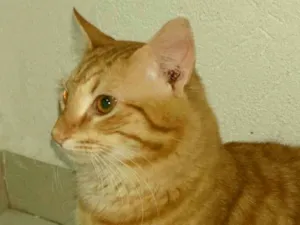 Gato raça SRD-ViraLata idade 7 a 11 meses nome Zé lelé