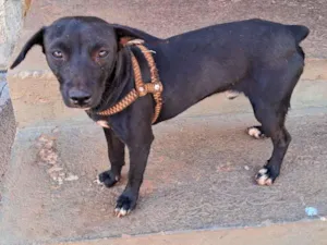 Cachorro raça Pinscher idade 2 anos nome Pitoco 