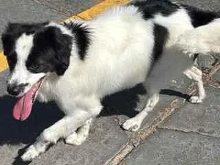 Cachorro raça SRD-ViraLata idade 1 ano nome Theodoro