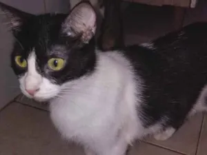 Gato raça SRD-ViraLata idade 3 anos nome Blair
