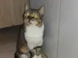sol